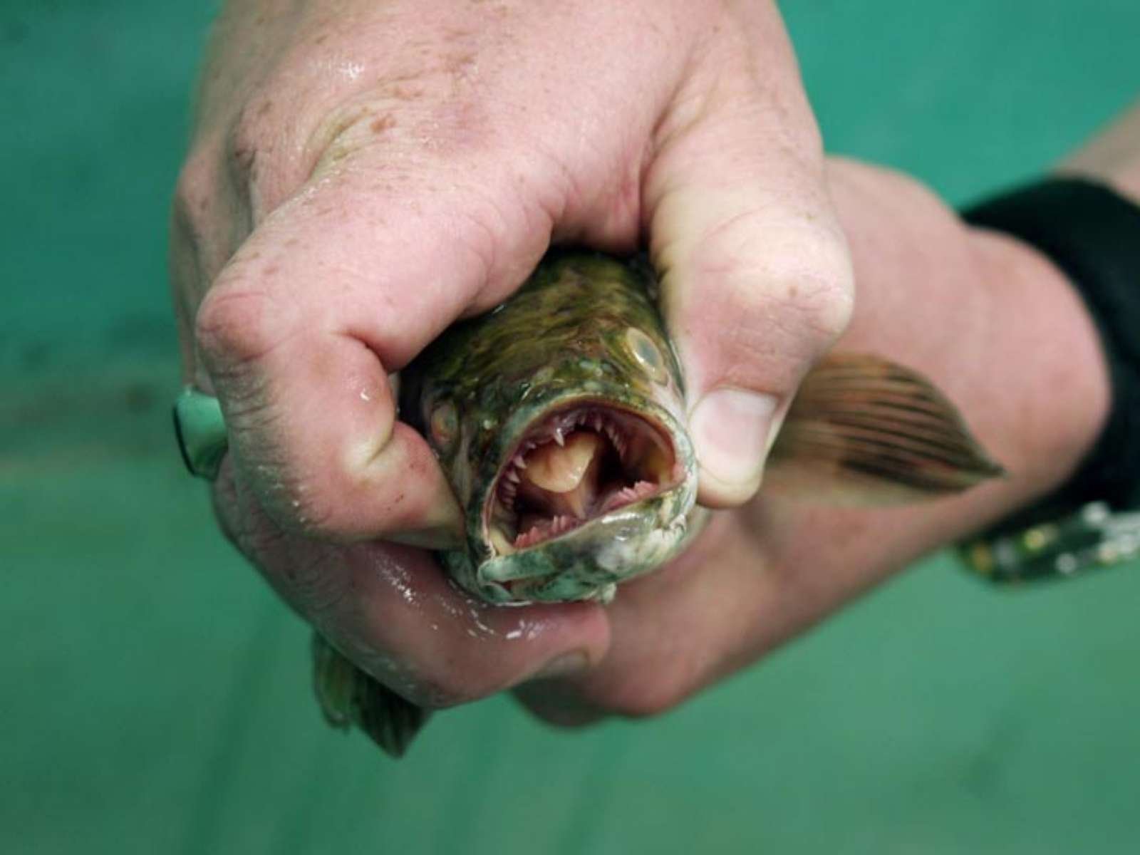 Concern is growing in Europe and the United States over the threat posed by snakefish that are able to live outside the water