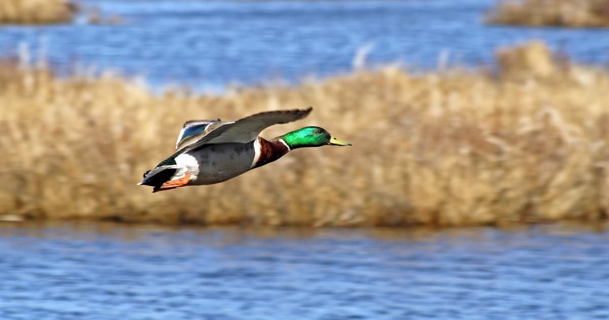 Oliva's 'Education Freedom Account' sounds like a good idea for duck hunting
