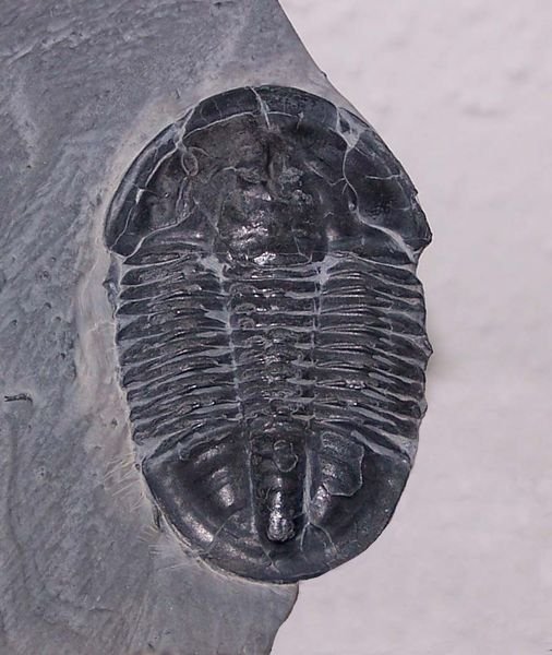 Trilobite fossil